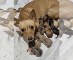 Small #1 Rat Terrier