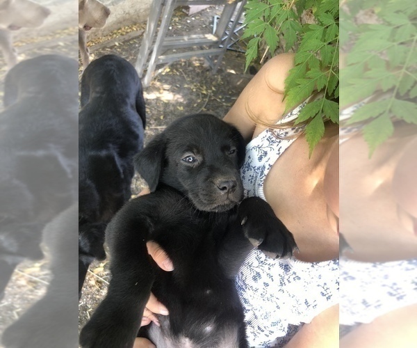 Medium Photo #1 Labrador Retriever Puppy For Sale in RIVERSIDE, CA, USA