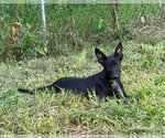 Small #8 Mutt
