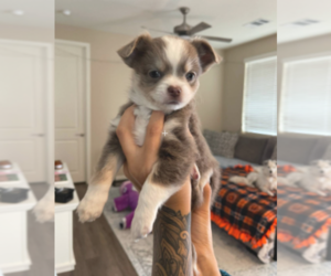 Chihuahua Puppy for sale in BAKERSFIELD, CA, USA
