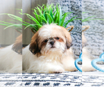 Small Photo #10 Shih Tzu Puppy For Sale in SYRACUSE, IN, USA