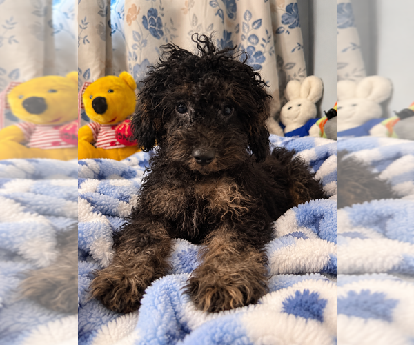 Medium Photo #2 Yorkipoo Puppy For Sale in DURHAM, CT, USA