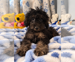 Yorkipoo puppie - Male Yorkipoo Puppy for Sale - Photo #2