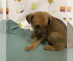 Small German Shepherd Dog