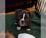 Small Photo #9 Miniature Bulldog Puppy For Sale in CENTER VALLEY, PA, USA