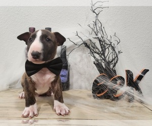 Bull Terrier Puppy for sale in MULDROW, OK, USA