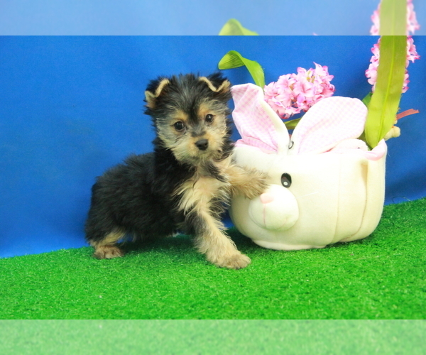 Medium Photo #1 Yorkshire Terrier Puppy For Sale in HICKORY, NC, USA