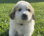 Small Photo #5 Great Pyrenees Puppy For Sale in DECATUR, IN, USA