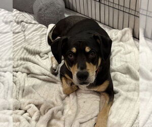 Harley Memphis - Male Labrador Retriever-Unknown Mix Dog for Adoption - Photo #8
