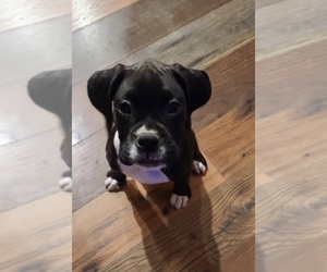 Boxer Puppy for sale in CHARITON, IA, USA