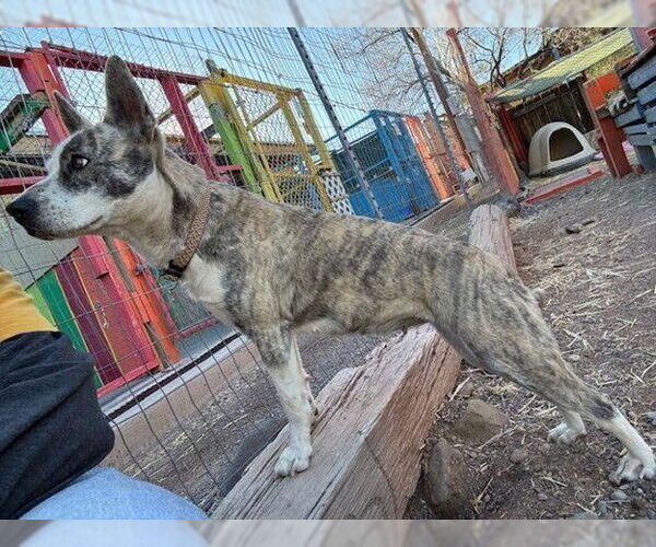 Medium Photo #5 Mutt Puppy For Sale in Williamsburg, NM, USA