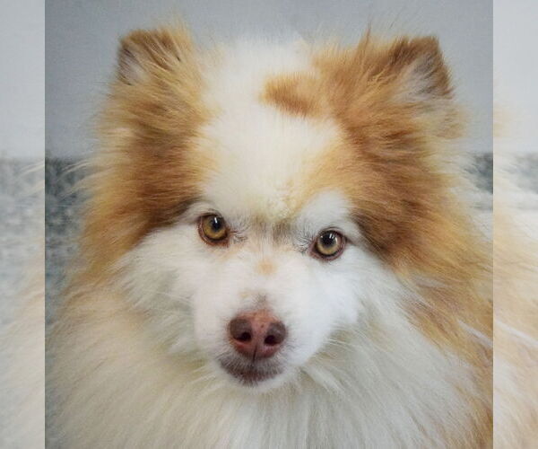 Medium Photo #5 Pomsky Puppy For Sale in Huntley, IL, USA