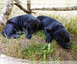 Small Photo #6 Labrador Retriever Puppy For Sale in SHELTON, WA, USA