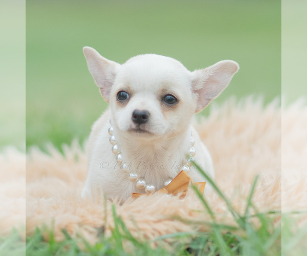 Medium Photo #5 Chihuahua Puppy For Sale in WARSAW, IN, USA