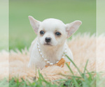 Small Photo #46 Chihuahua Puppy For Sale in WARSAW, IN, USA