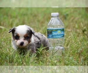 Miniature Australian Shepherd Puppy for sale in PALM COAST, FL, USA