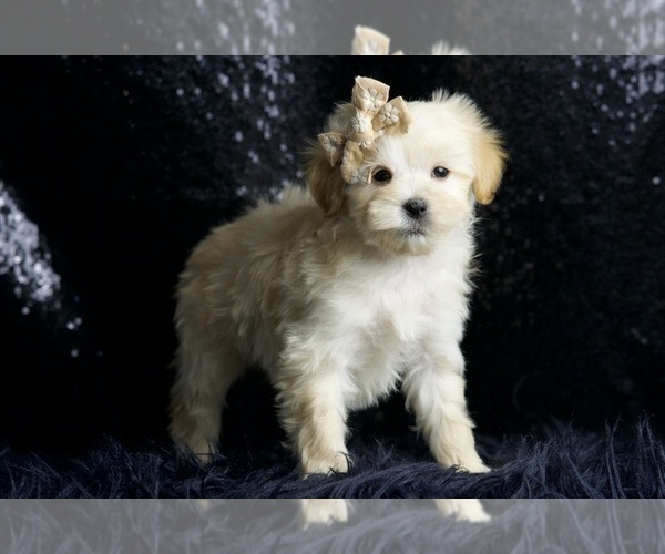 Medium Photo #5 Maltipoo Puppy For Sale in WARSAW, IN, USA