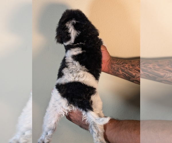 Medium Photo #12 Bernedoodle-Cavapoo (Miniature) Mix Puppy For Sale in SACRAMENTO, CA, USA