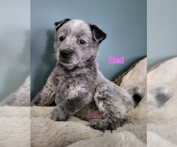 Medium Photo #5 Australian Cattle Dog Puppy For Sale in CHARLOTTE, MI, USA