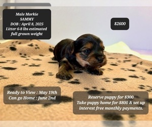 Morkie Puppy for sale in TUCSON, AZ, USA