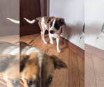 Small #4 Mutt