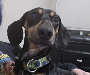 Father of the Dachshund puppies born on 03/14/2026