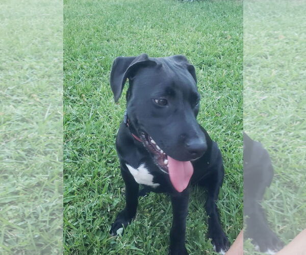 Medium Photo #2 Mutt Puppy For Sale in Royal Palm Beach, FL, USA