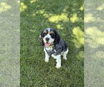 Small #2 Cocker Spaniel