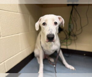 Labrador Retriever Dogs for adoption in Denver, CO, USA