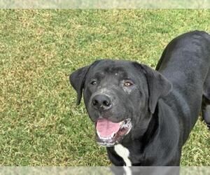 Mutt Dogs for adoption in Tulsa, OK, USA