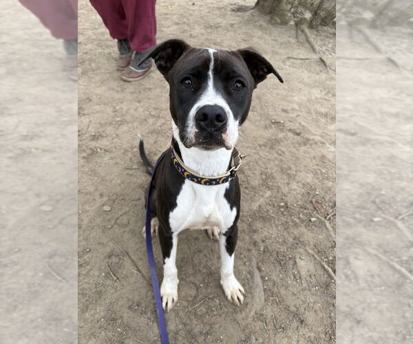 Medium Photo #6 Beagle-Unknown Mix Puppy For Sale in Brewster, NY, USA