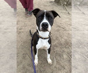 AC - Ripple - Male American Pit Bull Terrier-Beagle Mix Dog for Adoption - Photo #6