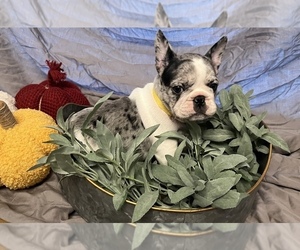 French Bulldog Puppy for sale in COCHRAN, GA, USA