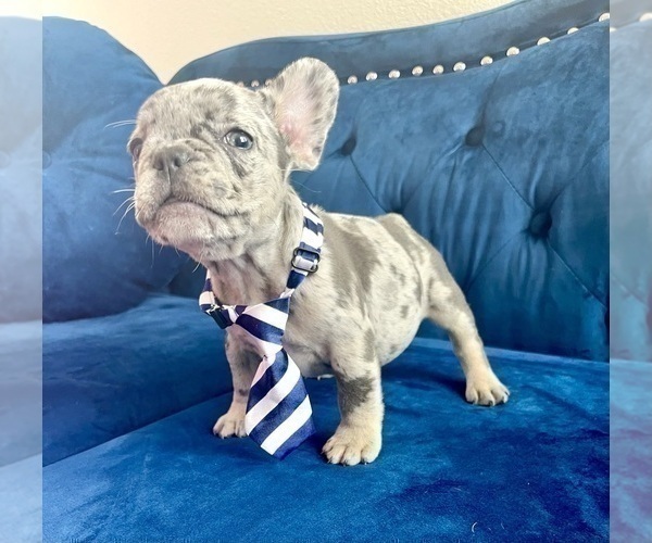 Medium Photo #4 French Bulldog Puppy For Sale in BEVERLY HILLS, CA, USA
