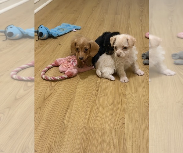 Medium Photo #7 Yorkiepoo mix (+ Poodle Toy) Puppy For Sale in RIPLEY, MS, USA