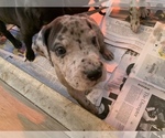 Small Photo #12 Great Dane Puppy For Sale in BOW, NH, USA