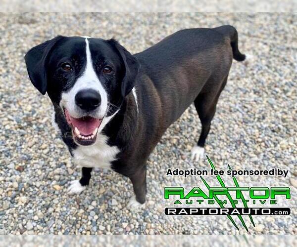 Medium Photo #1 Mutt Puppy For Sale in Fort Wayne, IN, USA