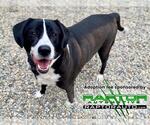 Small Photo #3  Puppy For Sale in , 