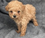 Puppy Chloe Maltipoo-Poodle (Toy) Mix