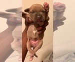 Small Photo #17 American Pit Bull Terrier Puppy For Sale in NEWARK, NJ, USA