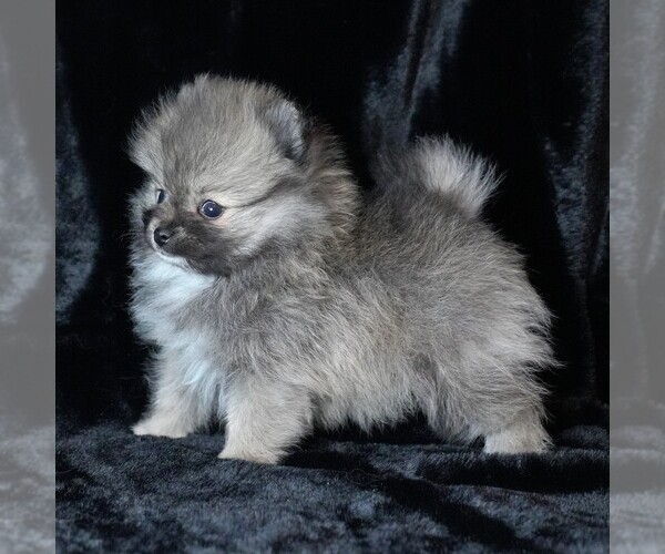 Medium Photo #7 Pomeranian Puppy For Sale in ROCK VALLEY, IA, USA