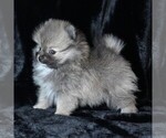 Small #6 Pomeranian