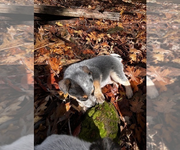 Medium Photo #31 Australian Cattle Dog Puppy For Sale in OREGON HOUSE, CA, USA