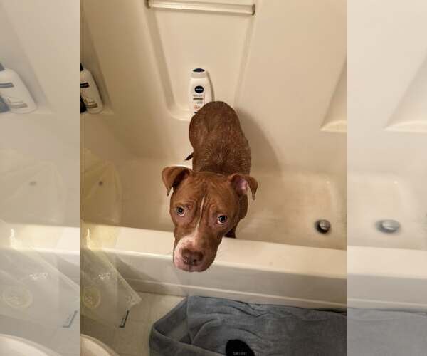 Medium Photo #1 Mutt Puppy For Sale in Uwchlan, PA, USA