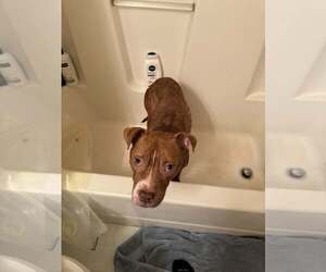 Mutt Dogs for adoption in Uwchlan, PA, USA