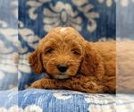 Small Photo #5 Goldendoodle-Poodle (Miniature) Mix Puppy For Sale in LINCOLN UNIV, PA, USA