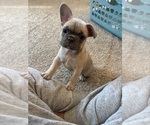 Small #3 French Bulldog
