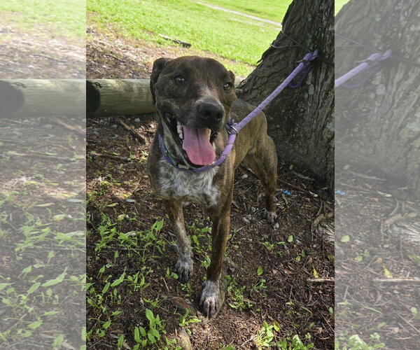 Medium Photo #3 Mountain Cur-Unknown Mix Puppy For Sale in Attalka, AL, USA