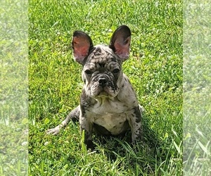 French Bulldog Puppy for sale in INDIANAPOLIS, IN, USA