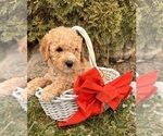 Small Photo #3 Cockapoo (Miniature) Puppy For Sale in MIDDLEBURY, IN, USA